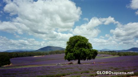 Tasmania Lavender