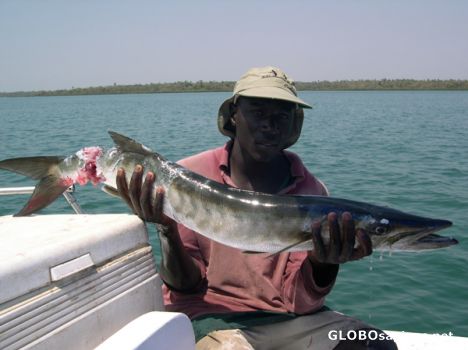 Guinean Barracuda